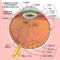 Degenerazione Maculare  Le vitamine che aiutano l'occhio